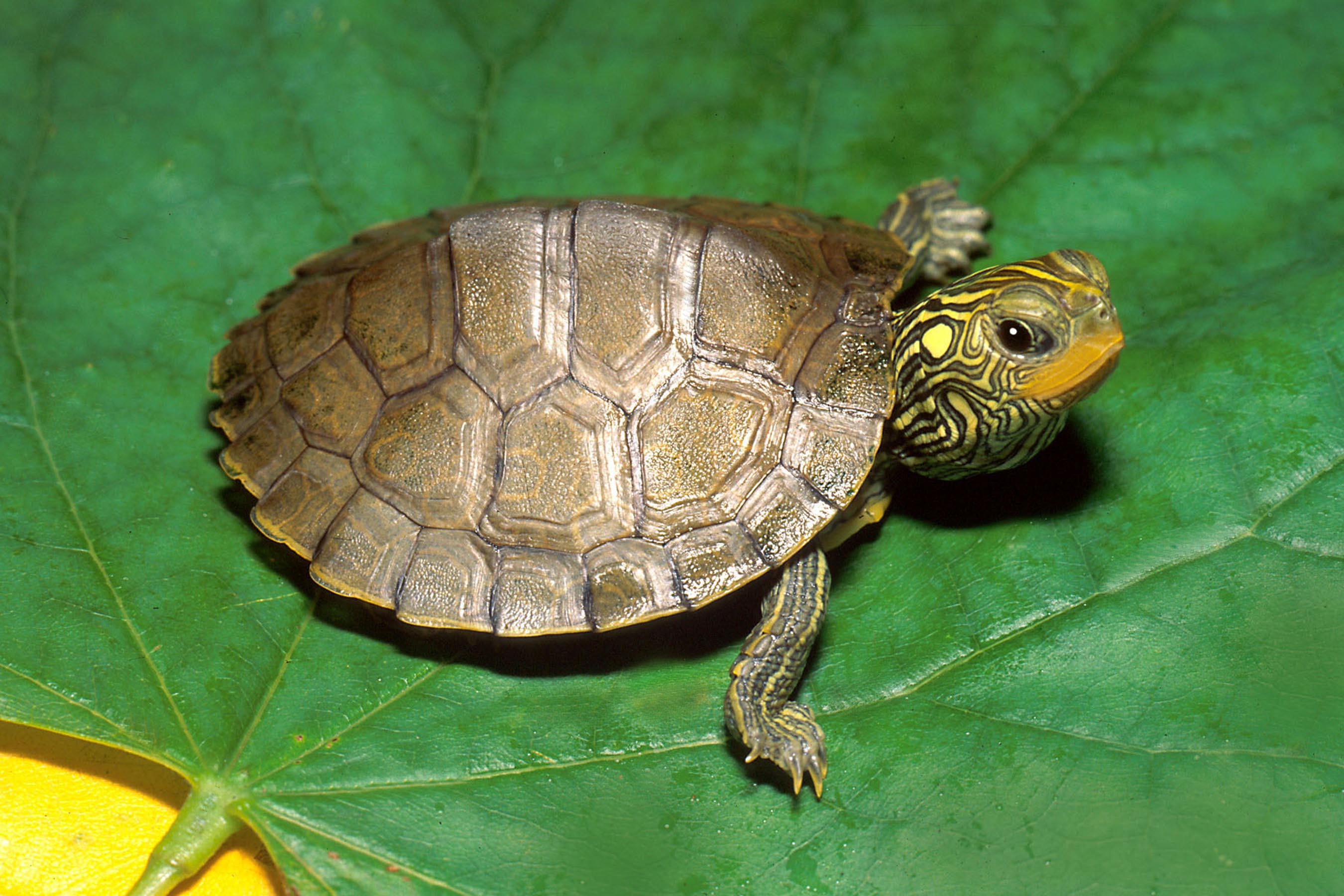 a cute turtle